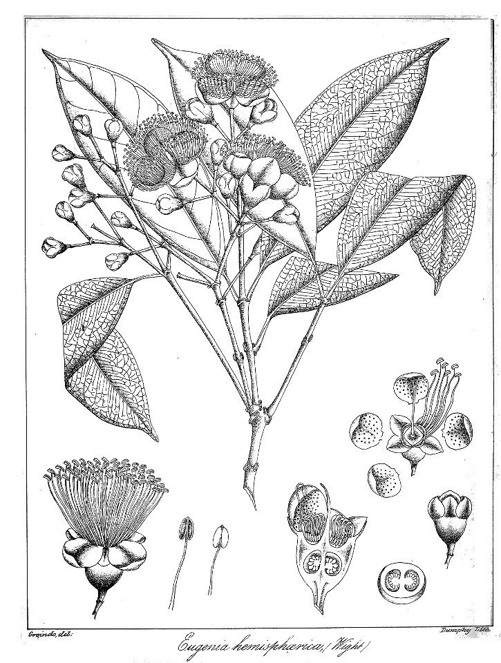 Rastrococcus mangiferae Govindoo