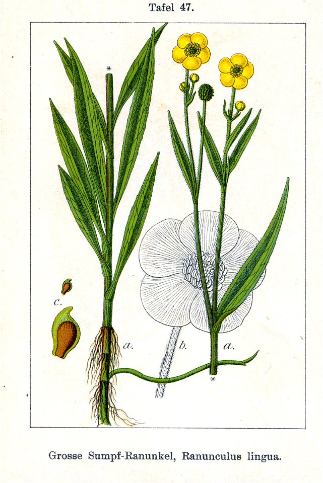Ranunculus lingua Sturm47