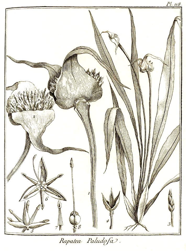 Rapatea paludosa Aublet 1775 pl 118