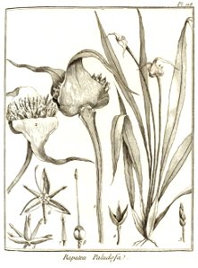 Rapatea paludosa Aublet 1775 pl 118
