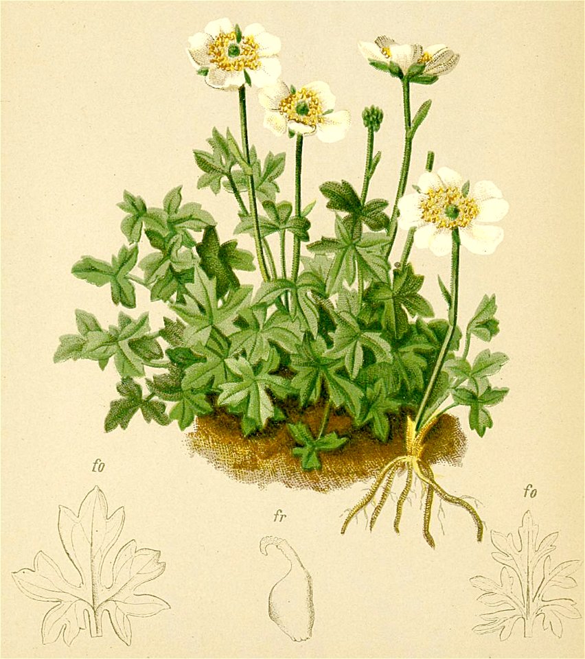 Ranunculus traunfellneri Atlas Alpenflora