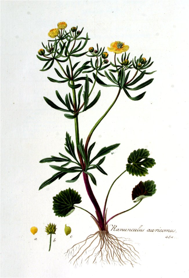 Ranunculus auricomus — Flora Batava — Volume v7