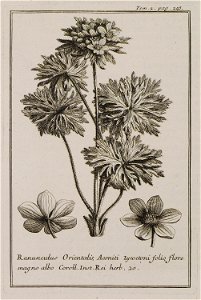 Ranunculus Orientalis, Aconiti Lycoctoni folio, flore magno albo Coroll Inst Rei herb 20 - Tournefort Joseph Pitton De - 1717