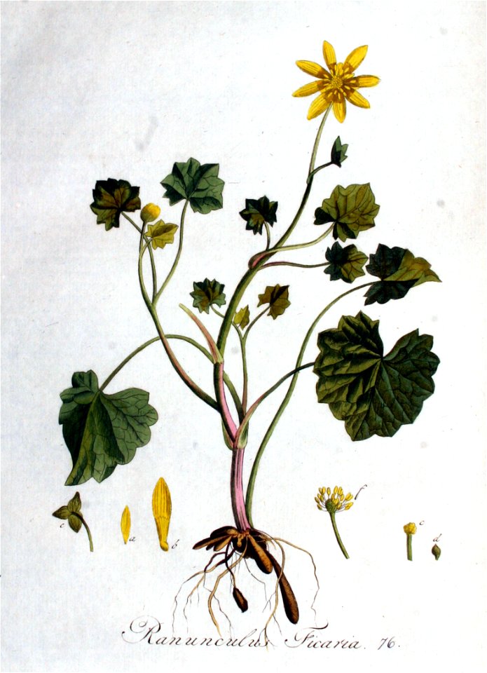 Ranunculus ficaria — Flora Batava — Volume v1