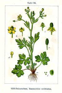 Ranunculus sceleratus Sturm55