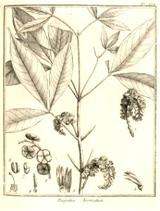Raputia aromatica Aublet 1775 pl 272
