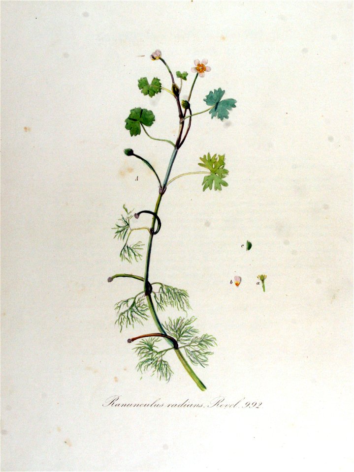 Ranunculus radians — Flora Batava — Volume v13
