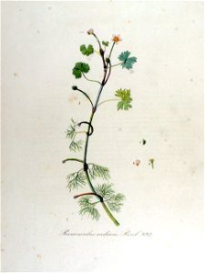 Ranunculus radians — Flora Batava — Volume v13