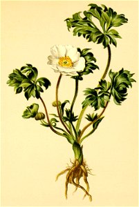 Ranunculus seguieri Atlas Alpenflora
