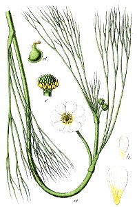 Ranunculus X Sturm58