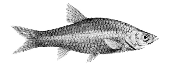 Rasbora daniconius