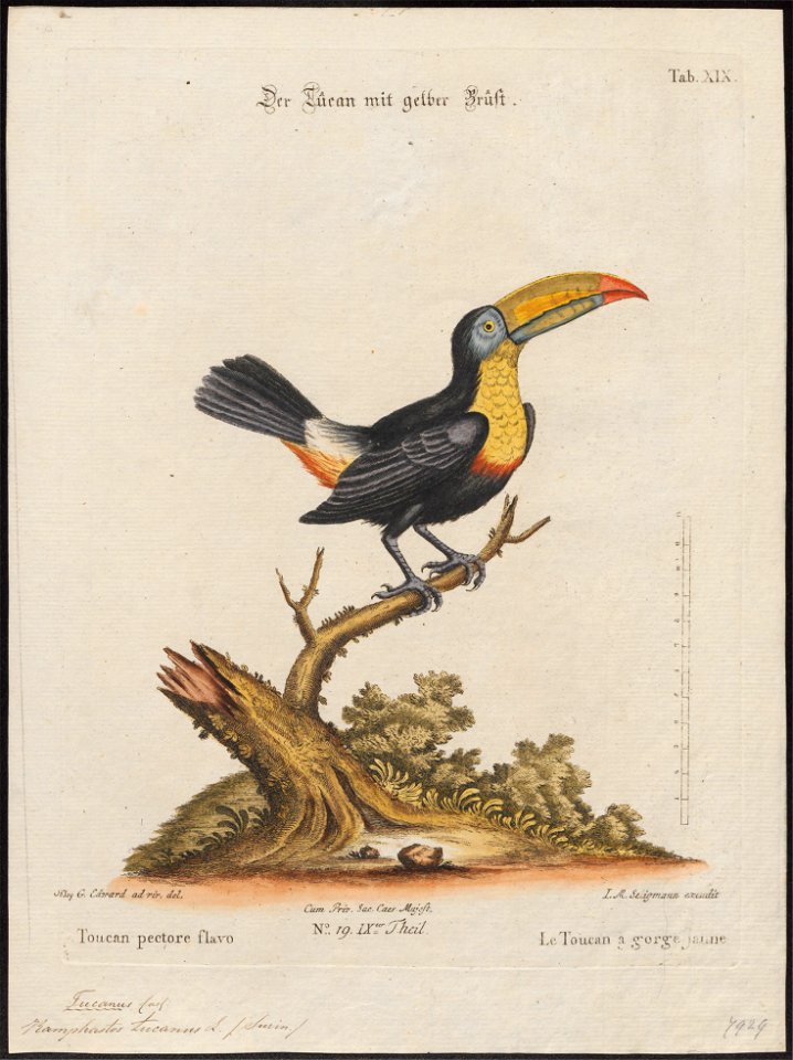 Ramphastos tucanus - 1700-1880 - Print - Iconographia Zoologica - Special Collections University of Amsterdam - UBA01 IZ19300265