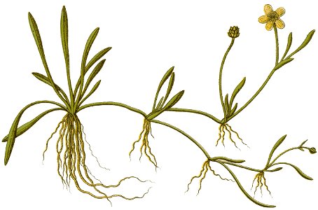 Ranunculus flammula Sturm46