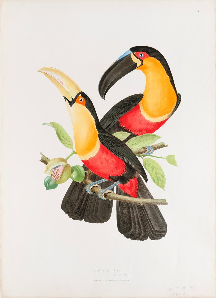 Ramphastos ariel discolorus, da Coleção Brasiliana Iconográfica