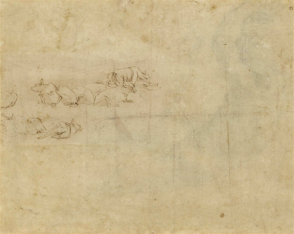 Raphael - verso sketches of cattle c.1512, RCIN 912735