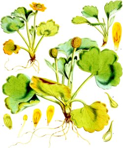 Ranunculus pinguis-Botany of Antarctica-PL001-0007
