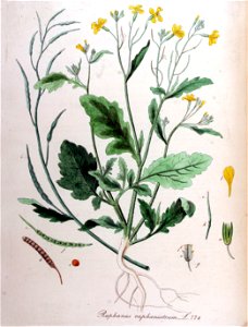 Raphanus raphanistrum — Flora Batava — Volume v10