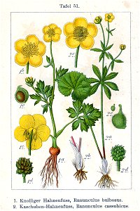 Ranunculus spp Sturm51
