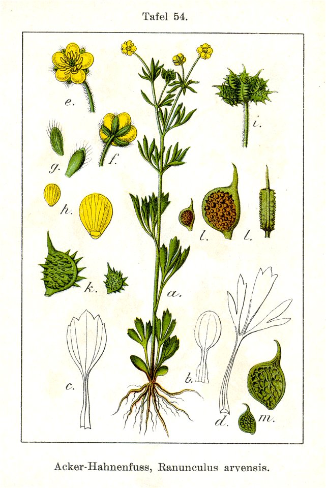 Ranunculus arvensis Sturm54