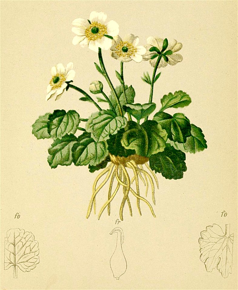Ranunculus bilobus Atlas Alpenflora