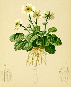 Ranunculus bilobus Atlas Alpenflora. Free illustration for personal and commercial use.