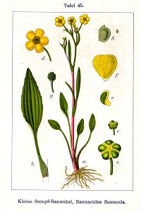 Ranunculus flammula Sturm45