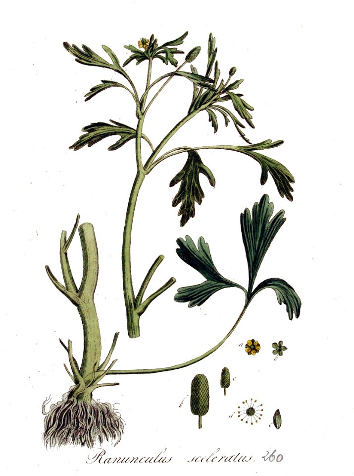 Ranunculus sceleratus — Flora Batava — Volume v4