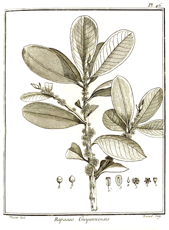 Rapanea guyannensis Aublet 1775 pl 46