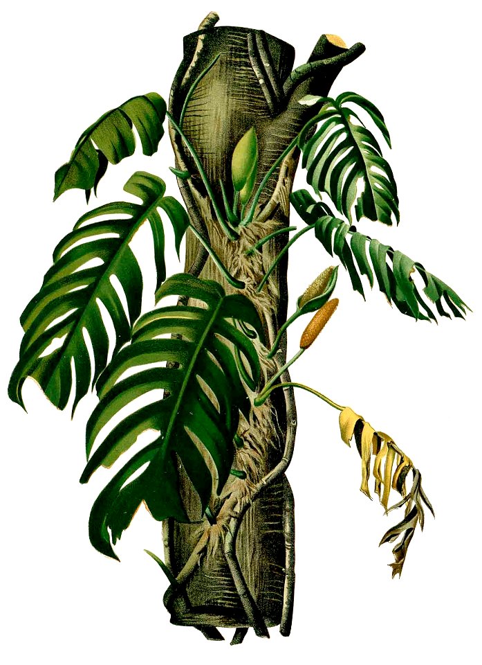 Raphidophora pertusa Blanco2.339-cropped