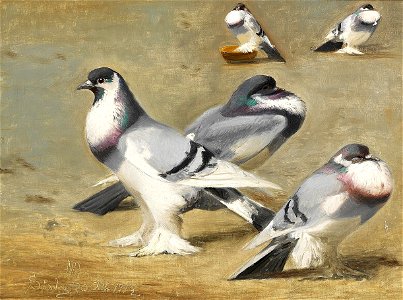 Niels Peter Rasmussen - Studie af duer - 1912