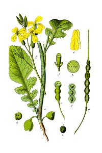 Raphanus raphanistrum - Deutschlands flora in abbildungen nach der natur - vol. 6 - t. 40 - clean + no legend
