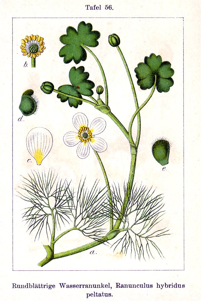 Ranunculus X Sturm56