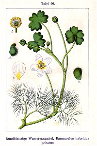 Ranunculus X Sturm56