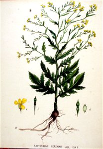Rapistrum perenne — Flora Batava — Volume v20. Free illustration for personal and commercial use.