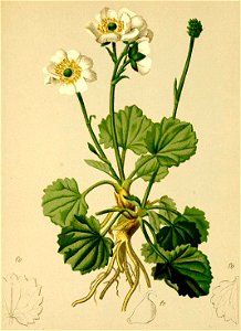 Ranunculus crenatus Atlas Alpenflora. Free illustration for personal and commercial use.