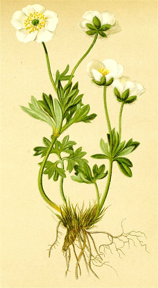 Ranunculus glacialis Atlas Alpenflora
