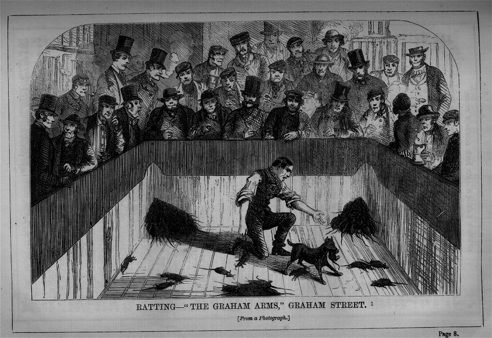 Ratting - The Graham Arms, Graham Street