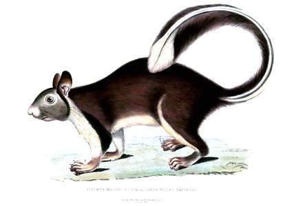 Ratufa macroura Hardwicke