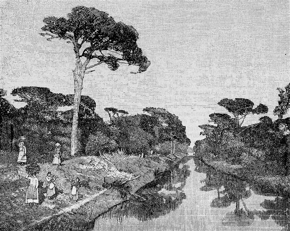 Ravenna – Paesaggio del Pineto (xilografia)
