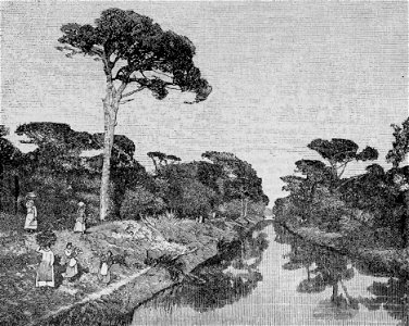 Ravenna – Paesaggio del Pineto (xilografia)