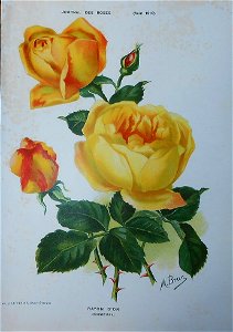 Rayon d'Or 1910