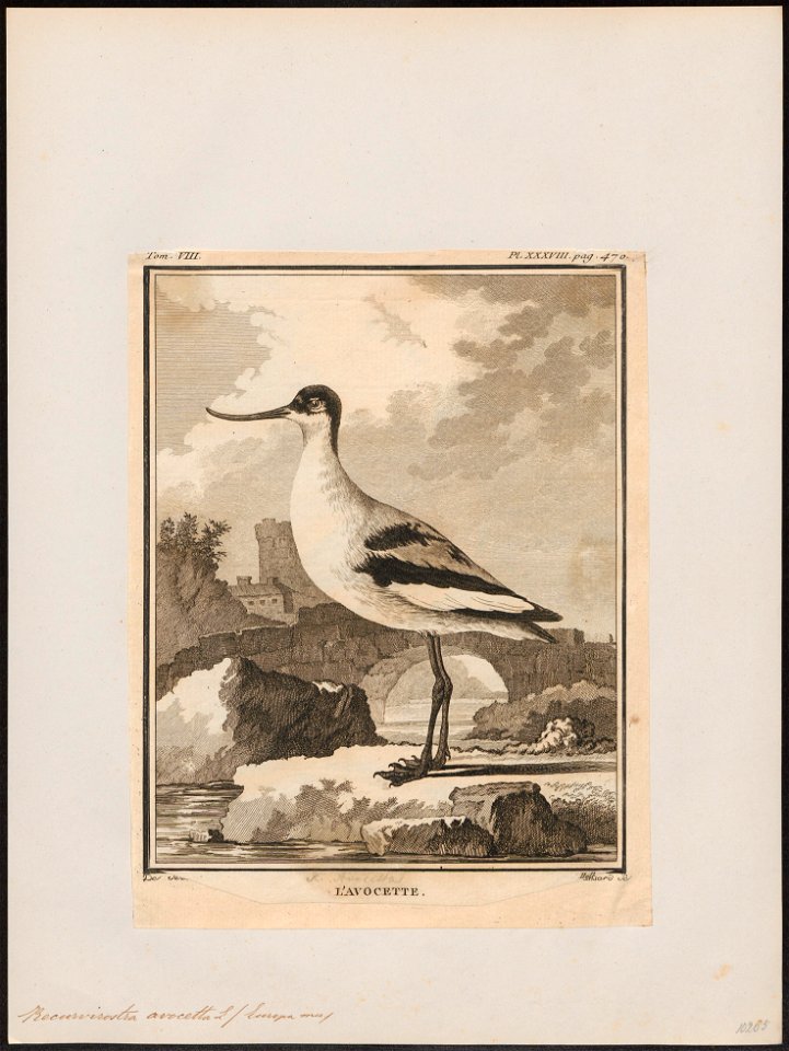 Recurvirostra avocetta - 1700-1880 - Print - Iconographia Zoologica - Special Collections University of Amsterdam - UBA01 IZ17400167