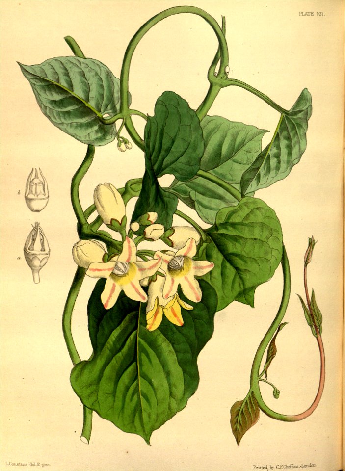 Raphistemma pulchellum Paxton 101