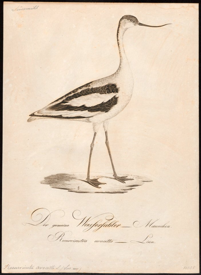 Recurvirostra avocetta - 1800-1812 - Print - Iconographia Zoologica - Special Collections University of Amsterdam - UBA01 IZ17400163