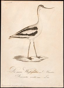 Recurvirostra avocetta - 1800-1812 - Print - Iconographia Zoologica - Special Collections University of Amsterdam - UBA01 IZ17400163