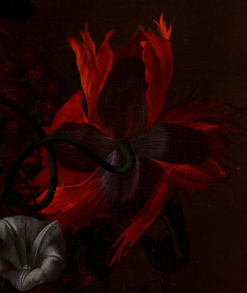 Red poppy seen from behind (cropped)