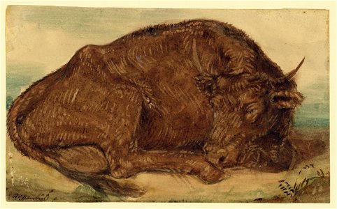Recumbent bull LCCN2004661719
