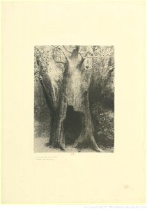 Redon - ... je me suis enfoncé dans la solitude. J'habitais l'arbre derrière moi, btv1b6951115b