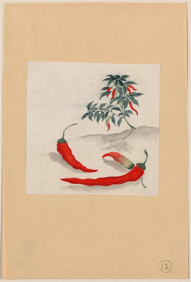 Red peppers with plant growing in the background LCCN2009630032