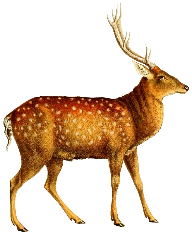 Recherches pour servir à l'histoire naturelle des mammifères (Pl. 22) (Cervus nippon)